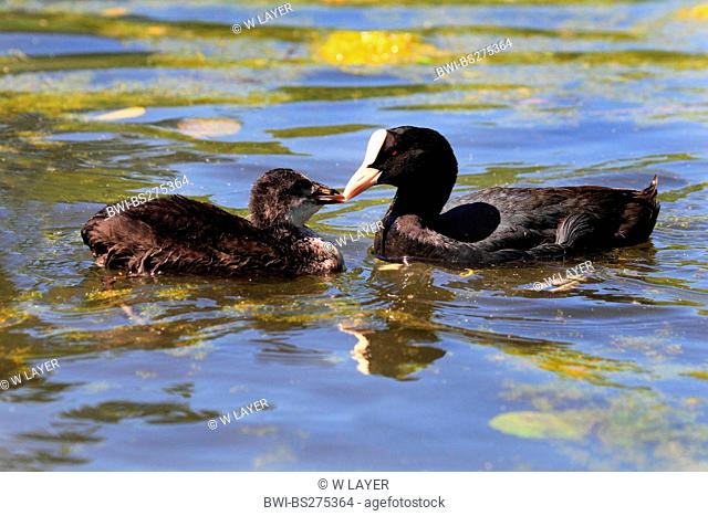 black coot Fulica atra, swimming with squeaker, Germany