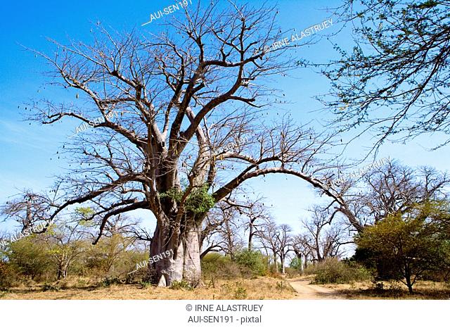 Senegal - The Small Coast - The Bandia reservation - Baobabs