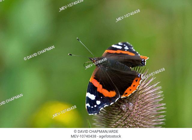 Red Admiral Butterfly - on teasel (Vanessa atalanta)