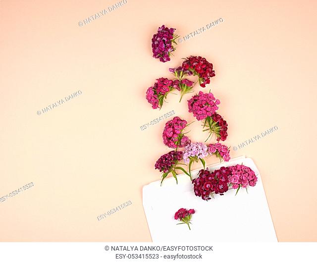 Turkish carnation Dianthus barbatus flower buds and a white paper envelope on a peach background, top view