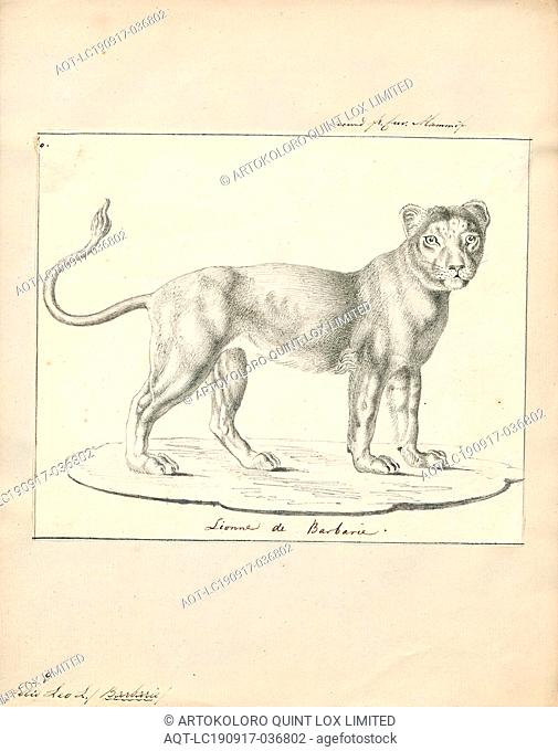 Felis leo, Print, The lion (Panthera leo) is a species in the family Felidae; it is a muscular, deep-chested cat with a short, rounded head