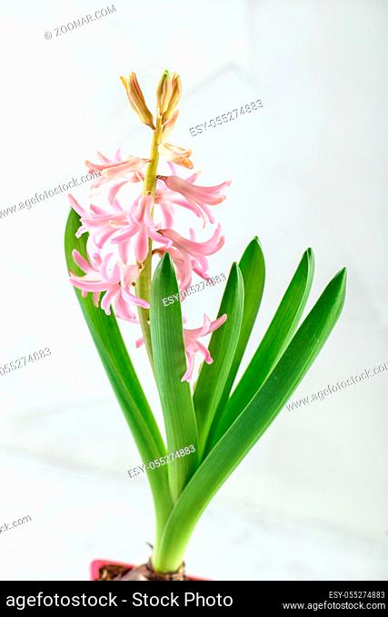 Light pink hyacinth flower on white background, spring bulbs in bloom