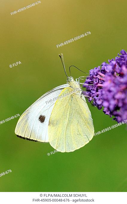 Large White Butterfly Pieris brassicae adult, with probosis extended, feeding on buddleja flowers, in garden, Oxfordshire, England