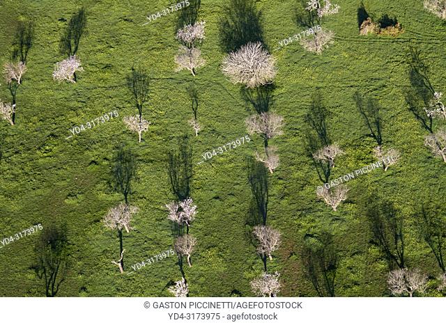 Aerial view of almond trees in the field, Mallorca lands, Balearic Island, Spain