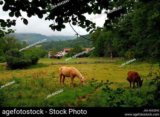 Landscape of meadows in Erratzu in Baztán valley. Navarra