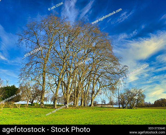 bare plane trees, platanus, in winter, Monbos, Dordogne Department, Nouvelle-Aquitaine, France