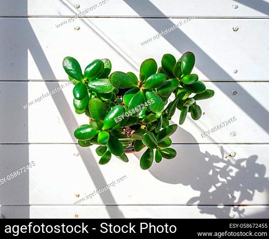 Small plant, Crassula ovata, isolated on white wooden background. Top view