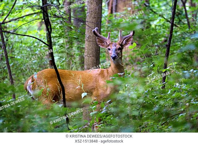 A young male Deer in the wood of Ohio