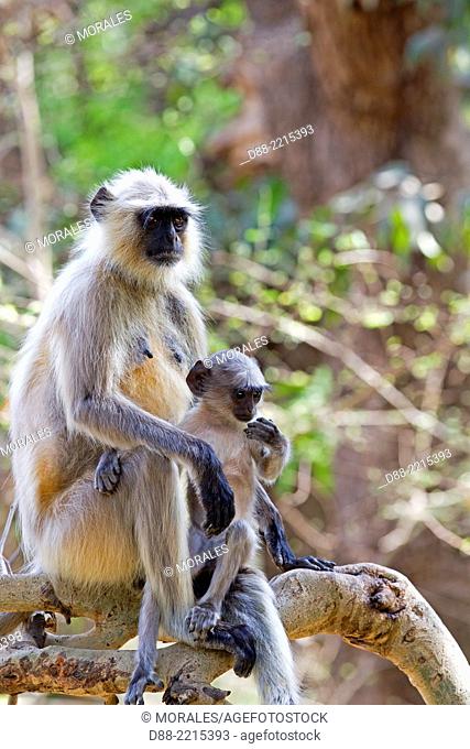 Asia, India, Maharashtra, Tadoba Andhari Tiger Reserve, Tadoba national park, Hanuman Langur (Semnopithecus entellus), mother and baby