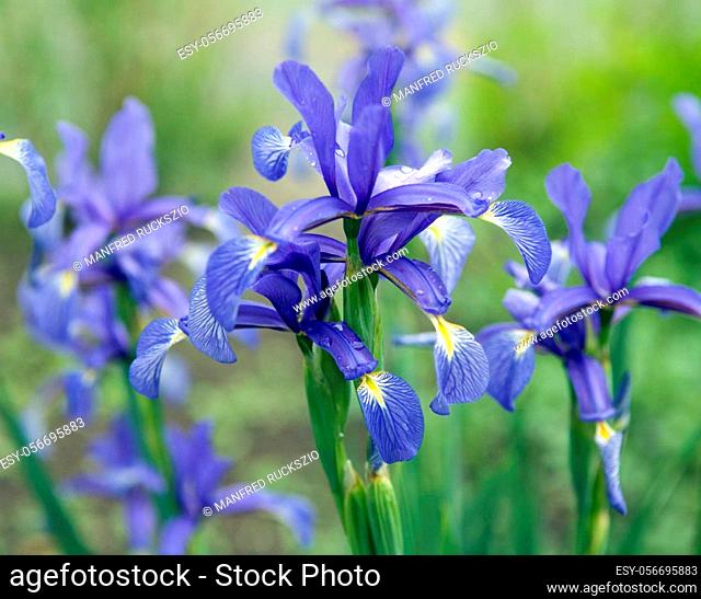 Steppen-Schwertlilie; Iris spuria