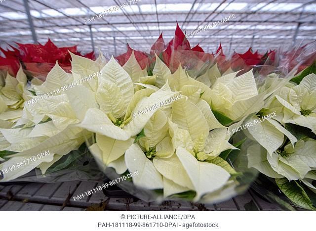 15 November 2018, Bavaria, Rain Am Lech: In the greenhouse of a nursery there are poinsettias with different coloured leaves