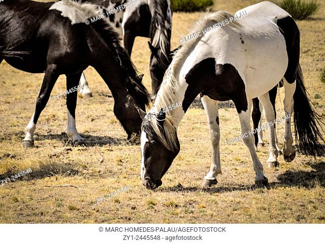 Wild horses in a field in Spain