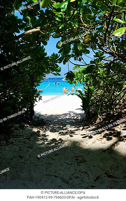 08 March 2019, Thailand, Similan: Through a bush you can see the beach of the ""Ao Kuerk"" bay of the island Ko Similan. Ko Similan is the name-giving island of...