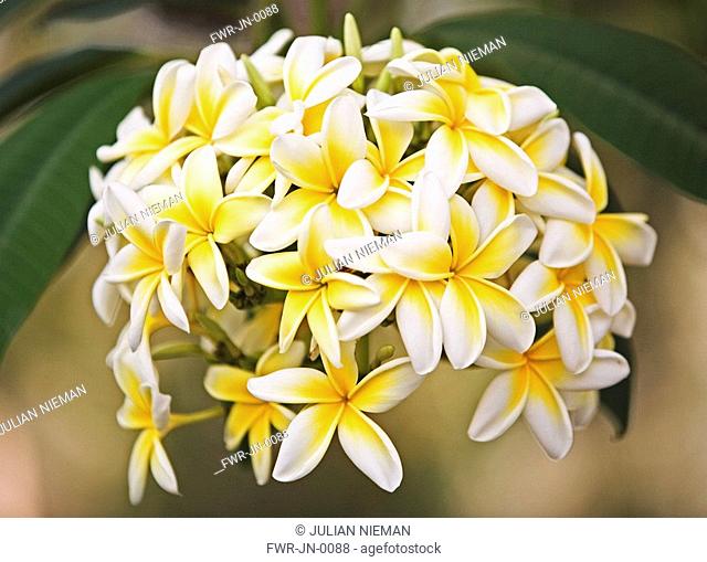 Plumeria rubra, Frangipani / West Indian Jasmine / Monoi