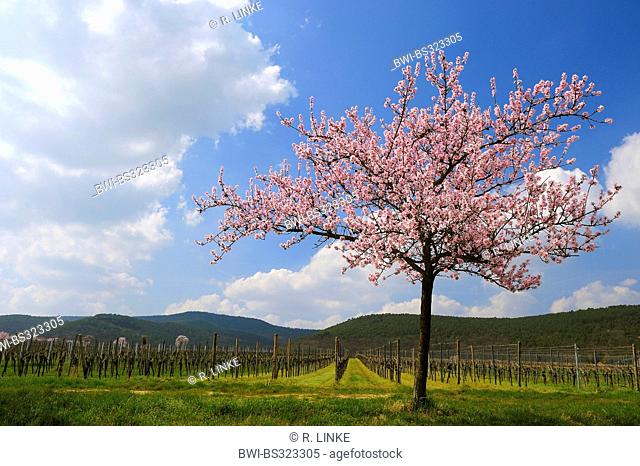Almond (Prunus dulcis, Prunus amygdalus, Amygdalus communis, Amygdalus dulcis), Blooming almond tree in early spring, Germany, Rhineland-Palatinate