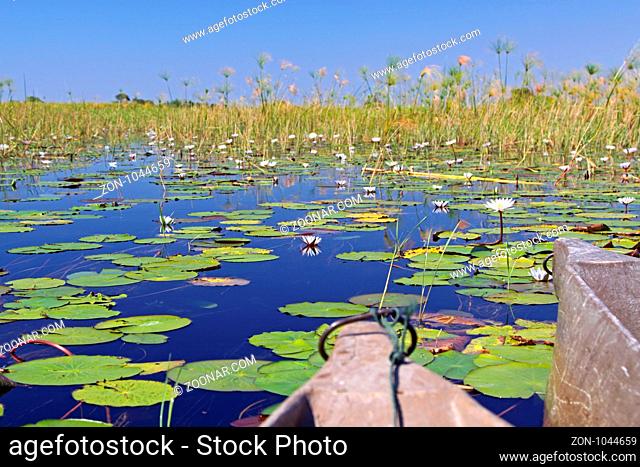 Im Okavango-Delta Botswana