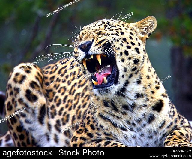 Leopard (Panthera pardus), Gronklitt zoo, Dalarna, Sweden