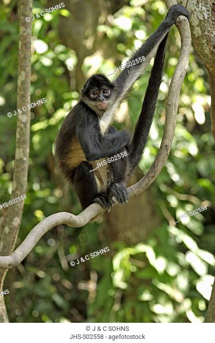 Spider Monkey, Ateles geoffroyi, Roatan, Honduras, adult on tree