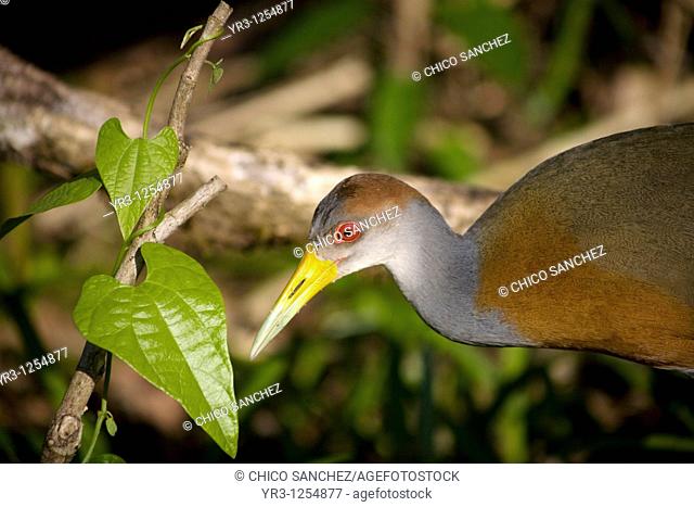 A Grey-necked Wood-rail walks along the banks of the Tzendales River in the Montes Azules Biosphere Reserve in Chiapas