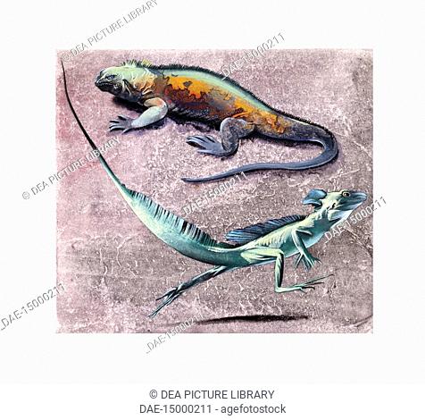 Zoology - Scaled reptiles - Common basilisk (Basiliscus basiliscus) and Flying Dragon (Draco volans)