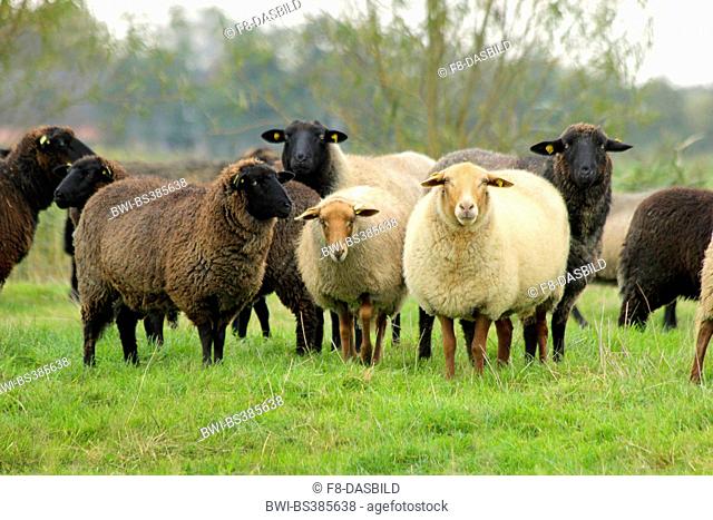 Pomeranian coarsewool (Ovis ammon f. aries), together with Coburg fox sheep on a pasture, Germany, Lower Saxony