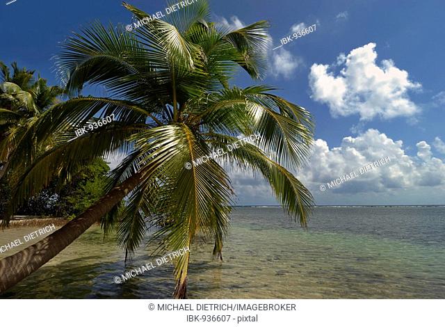 Palm trees on a beach on the coral island of South Water Caye, Belize Barrier Reef, Belize, Caribbean, Central America