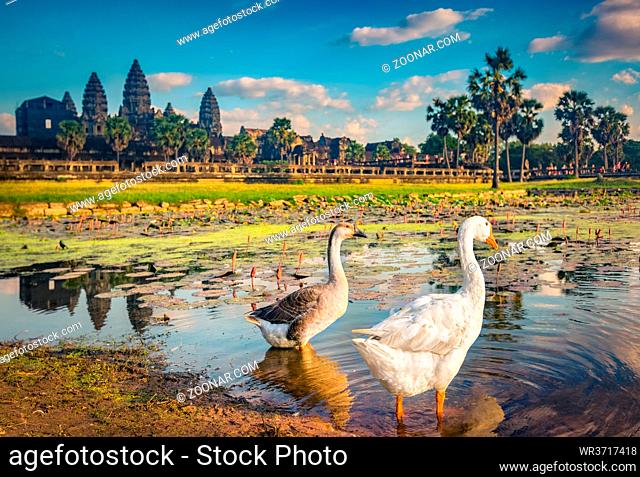 Angkor Wat temple reflecting in water of Lotus pond at sunset. Ducks on the foreground.Siem Reap. Cambodia