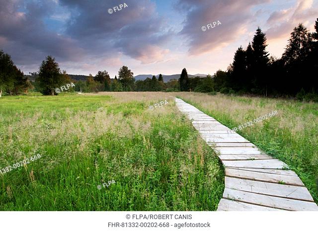 Boardwalk across raised peatland bog habitat, Tarnawa Wyzna, Bieszczady N P , Bieszczady Mountains, Outer Eastern Carpathians, Poland, June