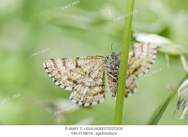 Common Heath, Ematurga atomaria is a Geometrid moth or Looper caterpillar with with wingspan 24â. “34 mm. Looks similar to Latticed Heath Moth