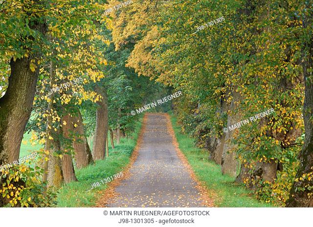 Treelined footpath or small road alley with old Lime Trees Tilia spec  in autumn  Bavaria, Germany, Europe