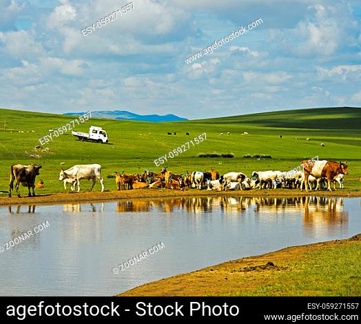Rinder und Schafe an einer Wasserstelle in der mongolischen Steppe, Mongolei / Cattle and sheep at a water hole in the Mongolian steppe, Mongolia