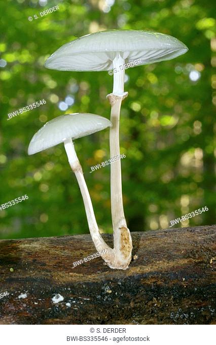 porcelain fungus (Oudemansiella mucida), two fruiting bodies on deadwood, Germany, Reinland-Pfalz, Siebengebirge