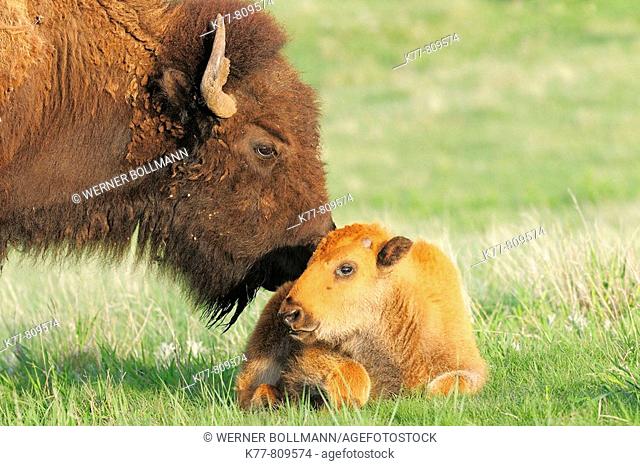 American Bison/Buffalo (Bison bison), Young/Calf with Mother/Cow. Custer State Park, South Dakota, USA