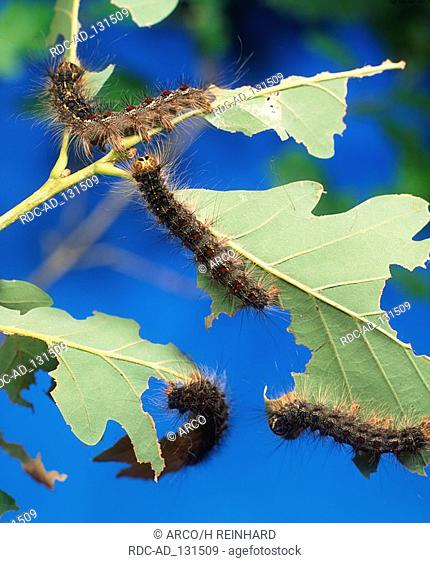Gypsy Moth caterpillars Lymantria dispar