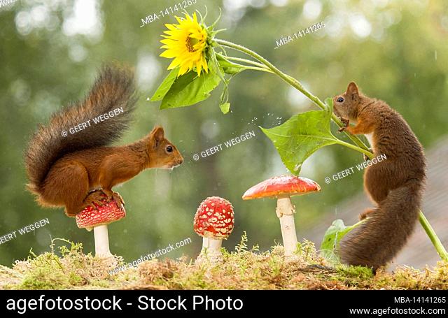red squirrels are standing on an toadstool