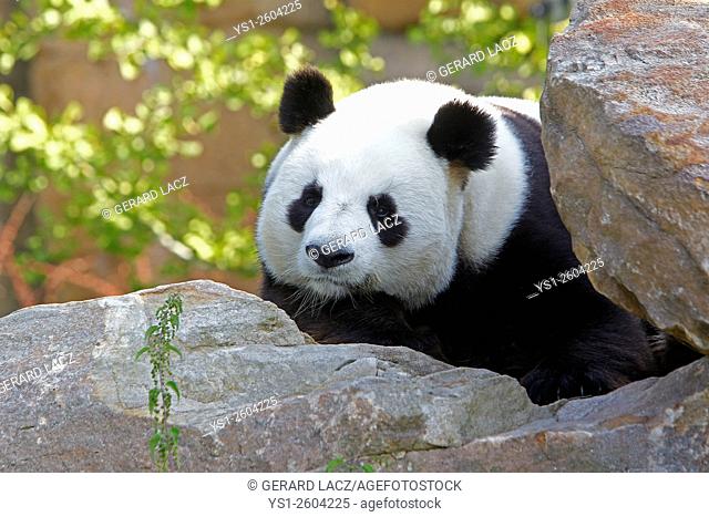 Giant Panda, ailuropoda melanoleuca, Adult, Asia