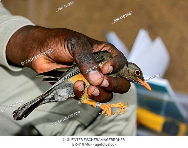 Abyssinian Thrush (Turdus olivaceus abyssinicus) is ringed by an ornithologist, Harenna Forest, Bale Mountains, Oromia Region, Ethiopia