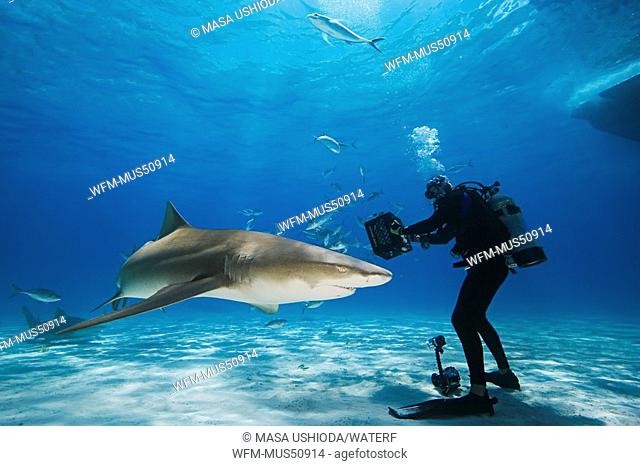 Lemon Shark and Underwater-Photographer, Negaprion brevirostris, West End, Grand Bahamas, Caribbean Sea, Bahamas