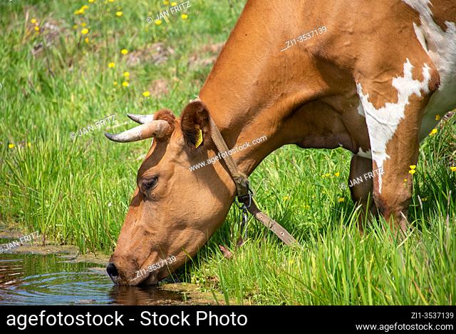 drinking cow at ditch in Groene Hart, Holland