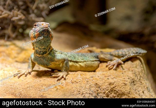a Oman Spiny-tailed Agama in stony ambiance
