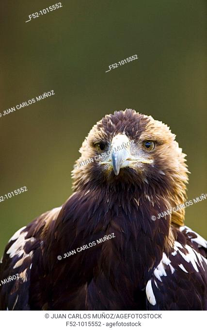 Iberian Imperial Eagle. Aquila adalberti