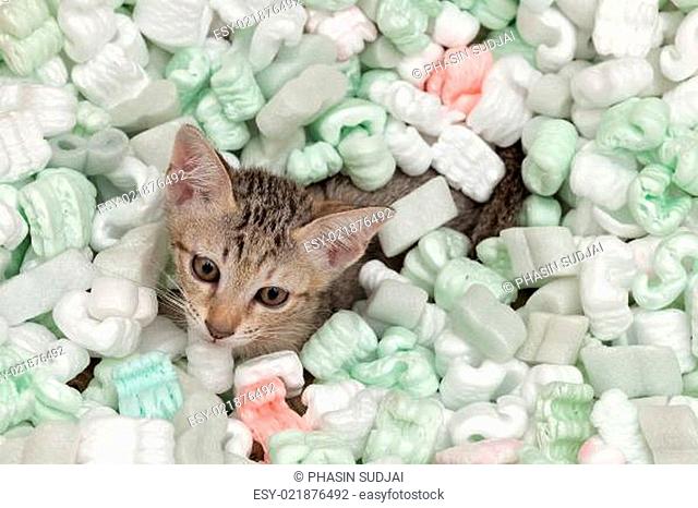 Cat playing in box of plastic foam