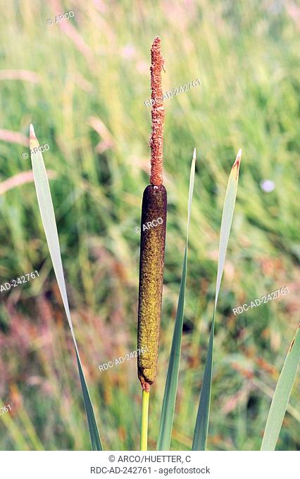 Common Cattail North Rhine-Westphalia Germany Typha latifolia Reed Mace