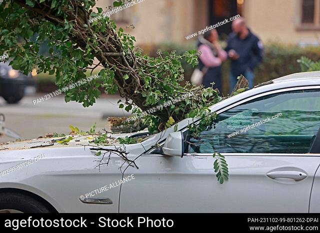 02 November 2023, Saxony-Anhalt, Wernigerode: The branch of a tree is stuck in a windshield of a passenger car parked in Wernigerode