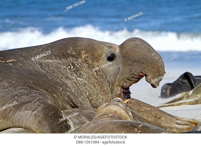 Falkland Islands , Sea LIon island , Southern Elephant Seal  Mirounga leonina