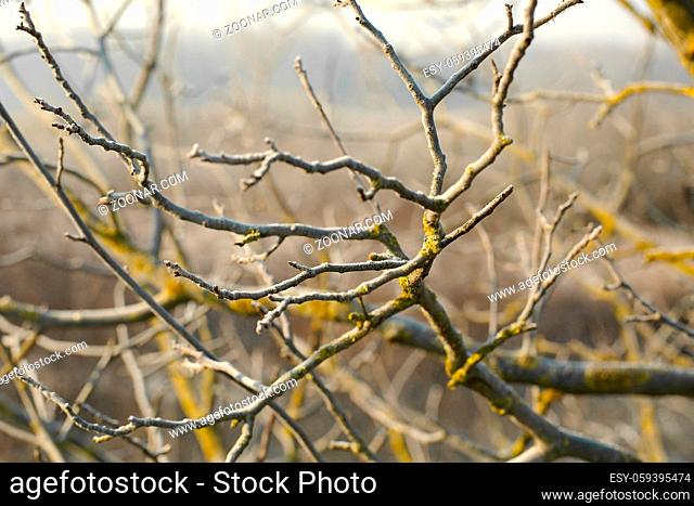 Bare tree branches in pale light