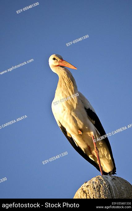 White Stork, Ciconia ciconia, Ciconiifome, Ciconiidae, Spain, Europe