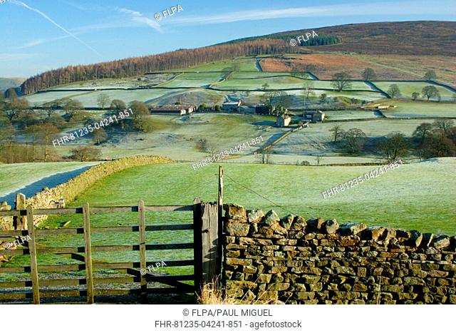 View of gate, drystone walls, trees and farm buildings on hillside, frosty morning, Barden, Wharfedale, Yorkshire Dales N.P