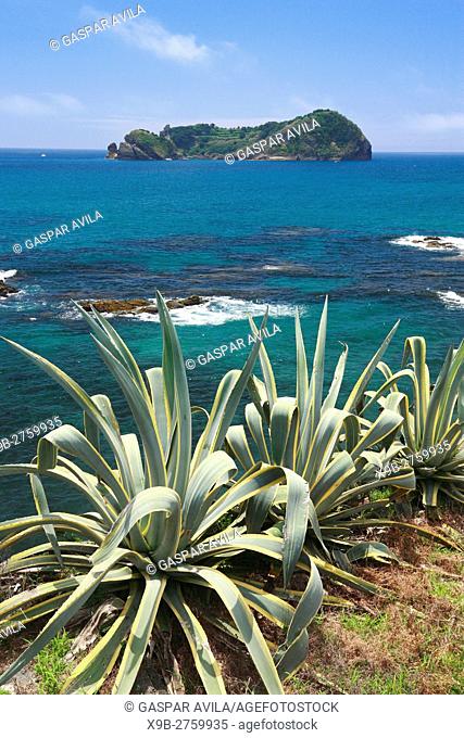 Coastal vegetation with islet on the background in a sunny day. South coast of Sao Miguel island, Azores, Portugal