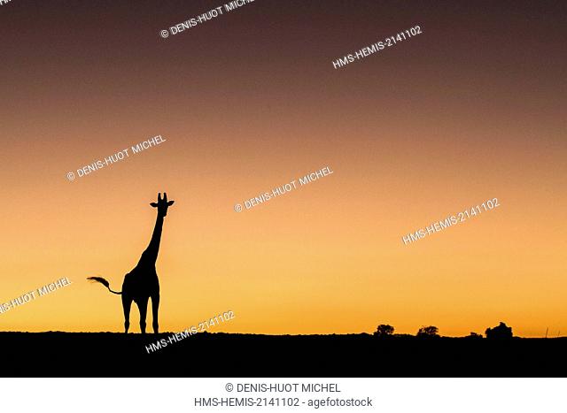 Kenya, Masai Mara Game Reserve, Girafe masai (Giraffa camelopardalis), at sunrise